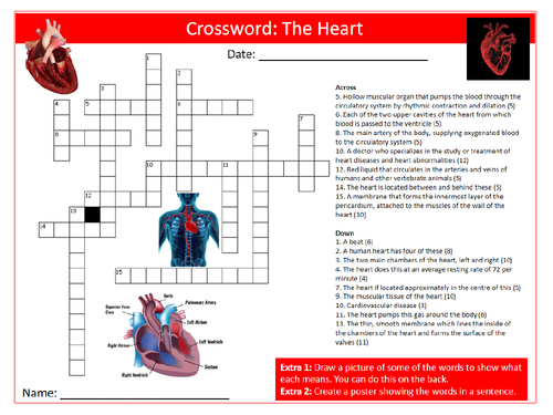 The Heart Crossword Puzzle Sheet Keywords Settler Starter Cover Lesson