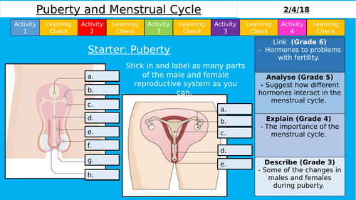 AQA GCSE (9-1) - Puberty and The Menstrual Cycle (Double Lesson)