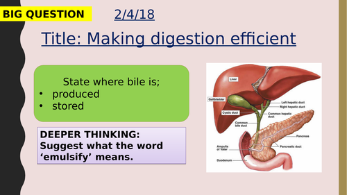 AQA new specification-Making digestion efficient-B3.7