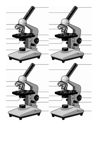 Cell differentiation, cell specialisation, using a microscope, preparing animal and plant cell slide