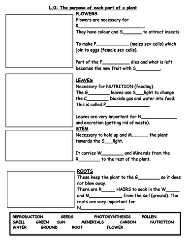 Parts of a Plant - Worksheet