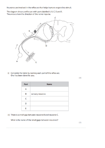 I/GCSE Reflex Arc Whole Lesson