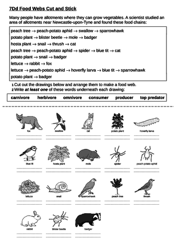 7Dd Food Webs cut and stick task | Teaching Resources