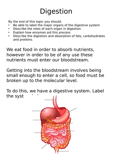 Digestion - AQA A-Level