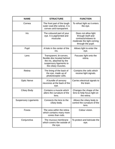 Eye Anatomy Structure & Function Card Sort