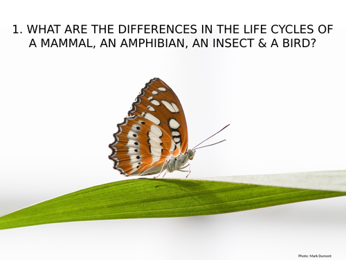 Year 5 - Living Things PowerPoint Presentation (56 Slides)