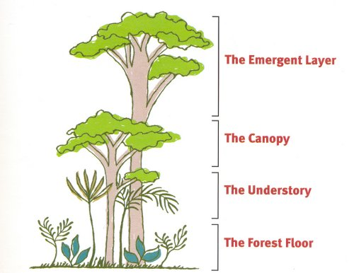 Layers of the Rainforest | Teaching Resources