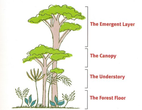 Layers of the Rainforest