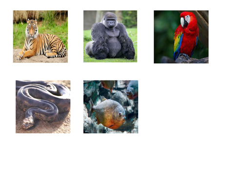Pictogram - Rainforest Animals
