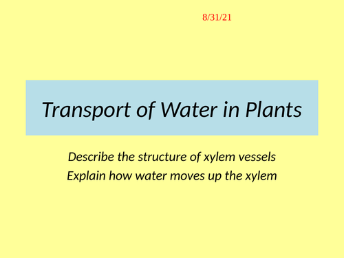 Transport of Water in Xylem