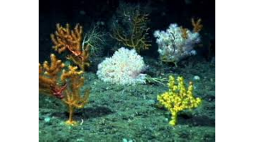 Fish or bird habitat game on powerpoint