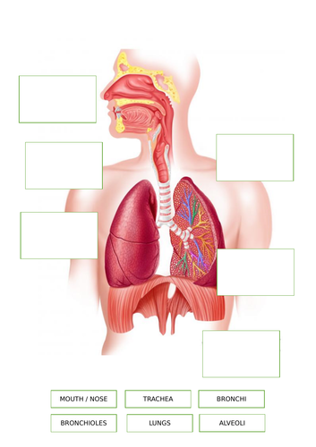 AQA GCSE PE (9-1) 3.1.1.2 The structure and function of the cardio-respiratory system - Revision