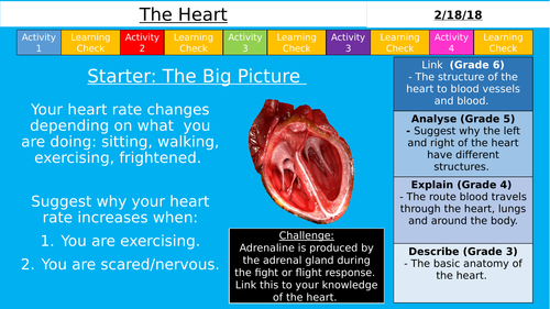 NEW AQA GCSE (9-1) - The Heart & Dissection