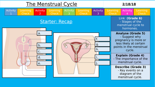 NEW AQA KS3 - The Menstrual Cycle (Reproduction)