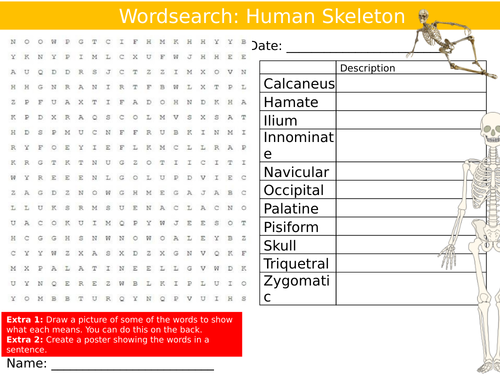 Human Skeleton Wordsearch Puzzle Sheet Keywords Settler Starter Cover Lesson Anatomy PE Biology