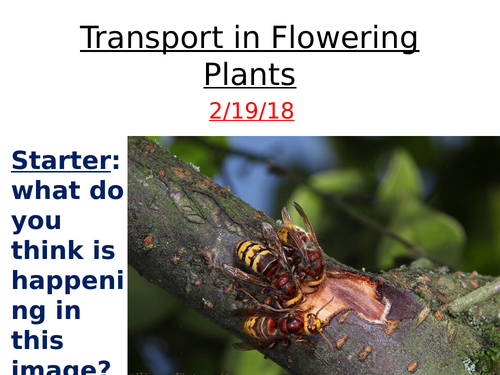 (I)GCSE Plant Transport - structure and function of xylem and phloem