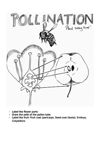 Pollination worksheet and lesson plan
