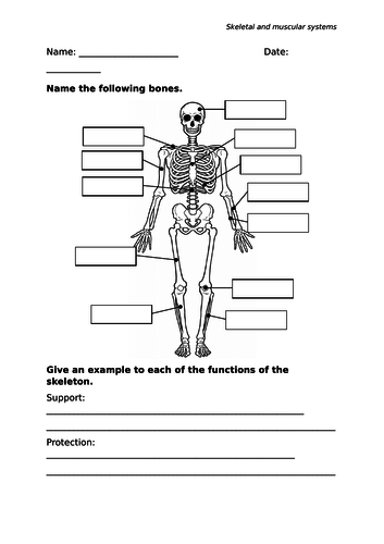 Skeletal and muscular systems