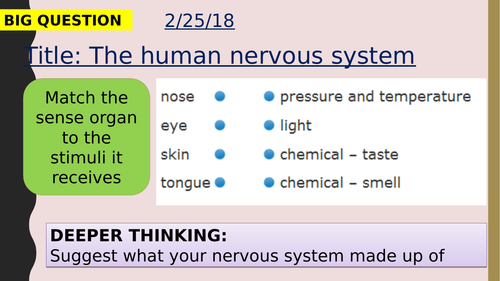 AQA new specification-The structure and function of the human nervous system-B10.2