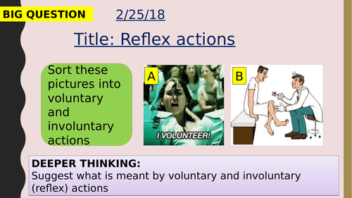 AQA new specification-Reflex actions-B10.3