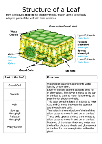 Structure of the leaf KS3 | Teaching Resources