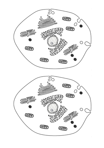 GCSE animal and plant cells