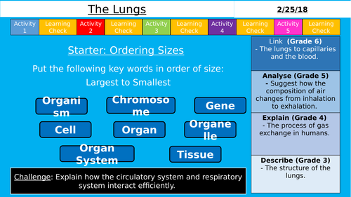 NEW GCSE AQA (9-1) - The Lungs (Organisation)
