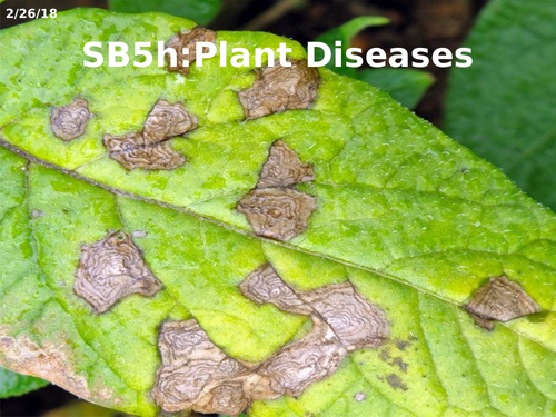 SB5h Plant Diseases