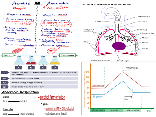 AQA GCSE 9-1  Biology Breathing Aerobic Anaerobic Respiration