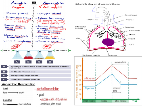 aqa-gcse-9-1-biology-breathing-aerobic-anaerobic-respiration-teaching