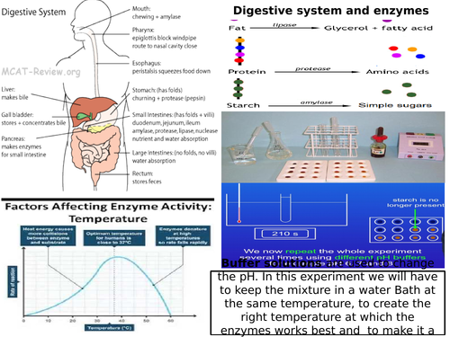 AQA GCSE 9-1 Biology Digestive system and Enzymes and Food Tests Mat