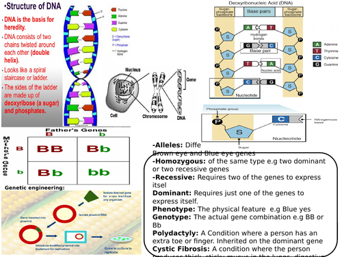AQA GCSE 9-1  Biology  DNA Cloning and Inheritance revision Mat