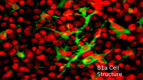 B1a Cell structure EDEXCEL ELC 2016