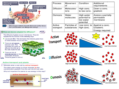 AQA GCSE 91 Biology Transport Systems, diffusion osmosis Active
