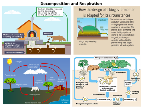 AQA GCSE 9-1 Biology Carbon Cycle and Decomposition
