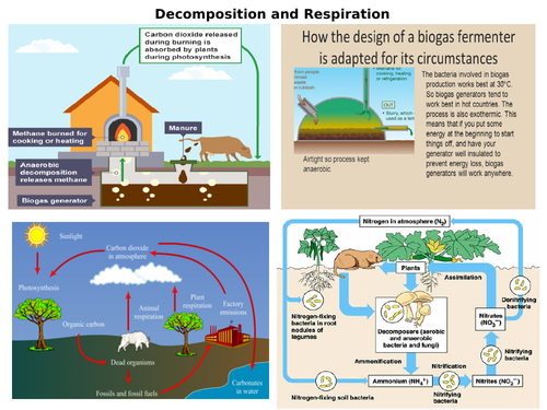 Aqa Gcse 9 1 Biology Carbon Cycle And Decomposition Teaching Resources