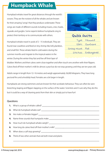 KS2 Reading Comprehension - Humpback Whale