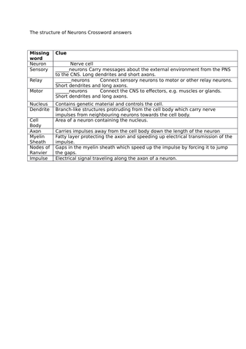 The structure of neurons crossword