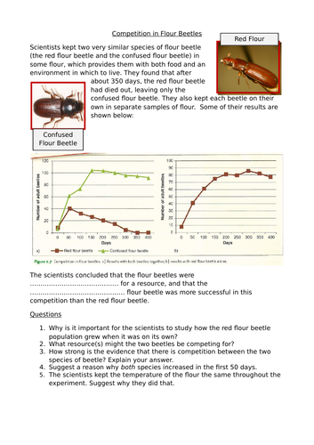 Competition in Flour Beetles