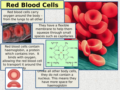 what is blood explain its components