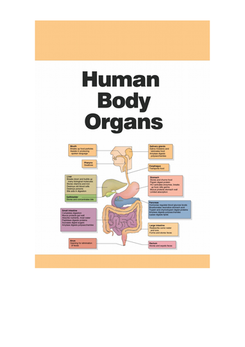 Human body systems