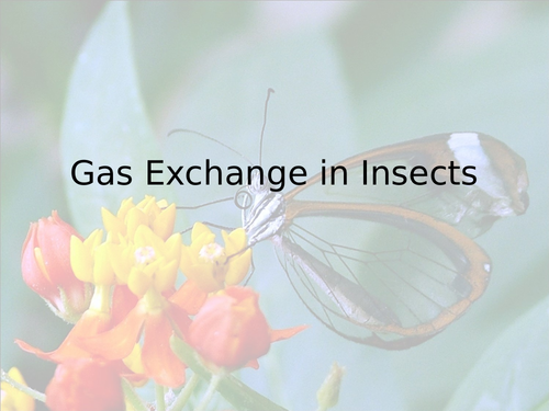Gas Exchange in Insects