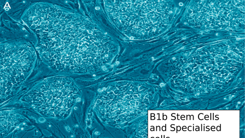 B1b Stem cells and specialised cells ELC