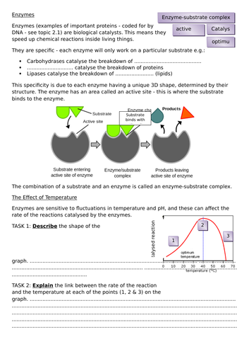 Enzymes and Washing Powders