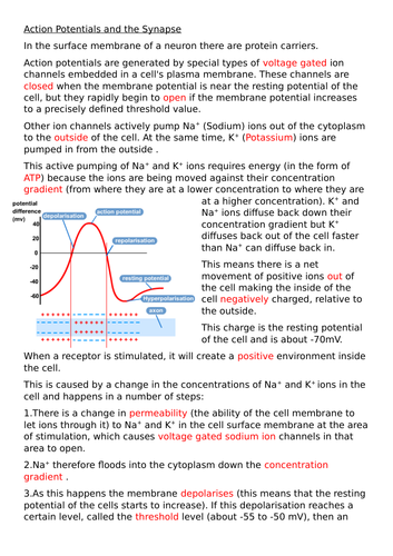 Action Potentials and the Synapse