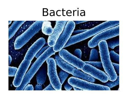 Bacteria Revision