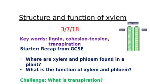 Xylem and transpiration AQA Biology A level