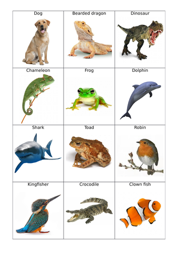 Classification and taxonomy AS level