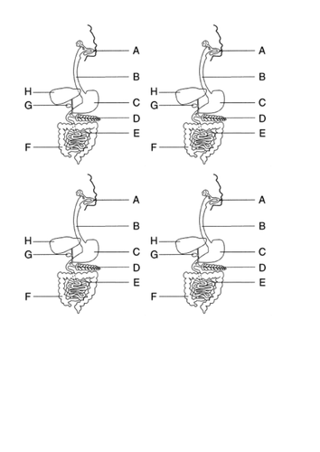Digestive system KS4 New GCSE