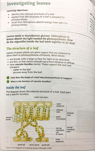 Lesson and resources on the leaf structure - New GCSE
